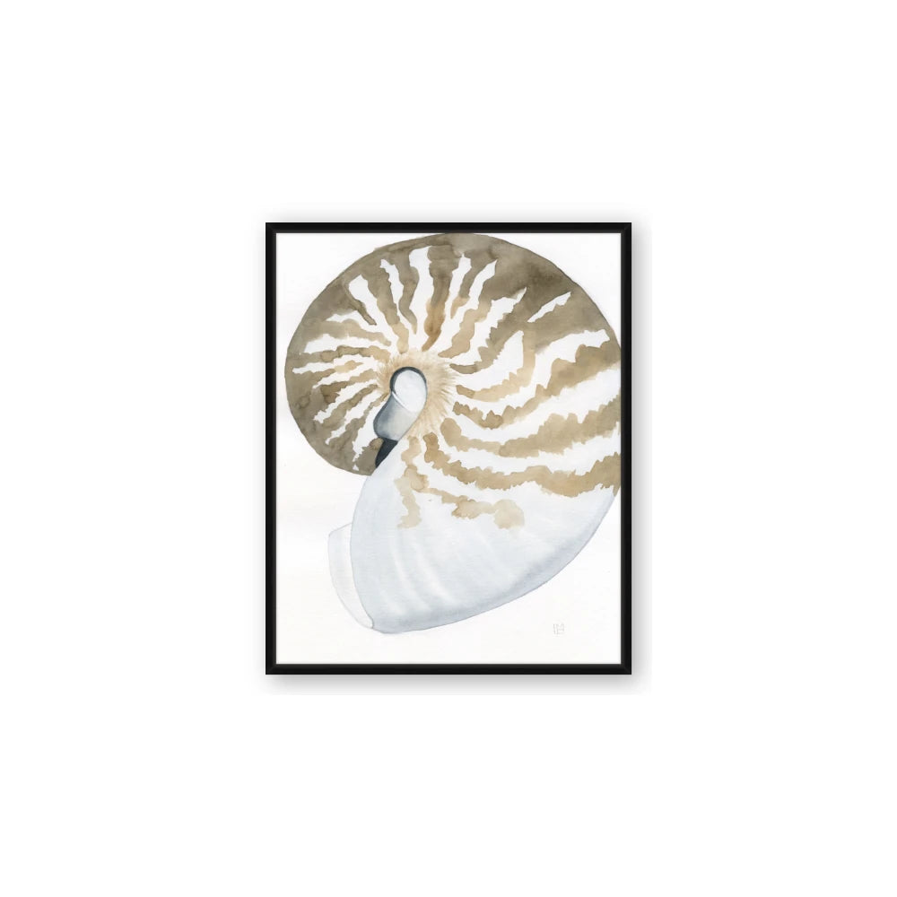 Sea Shell II