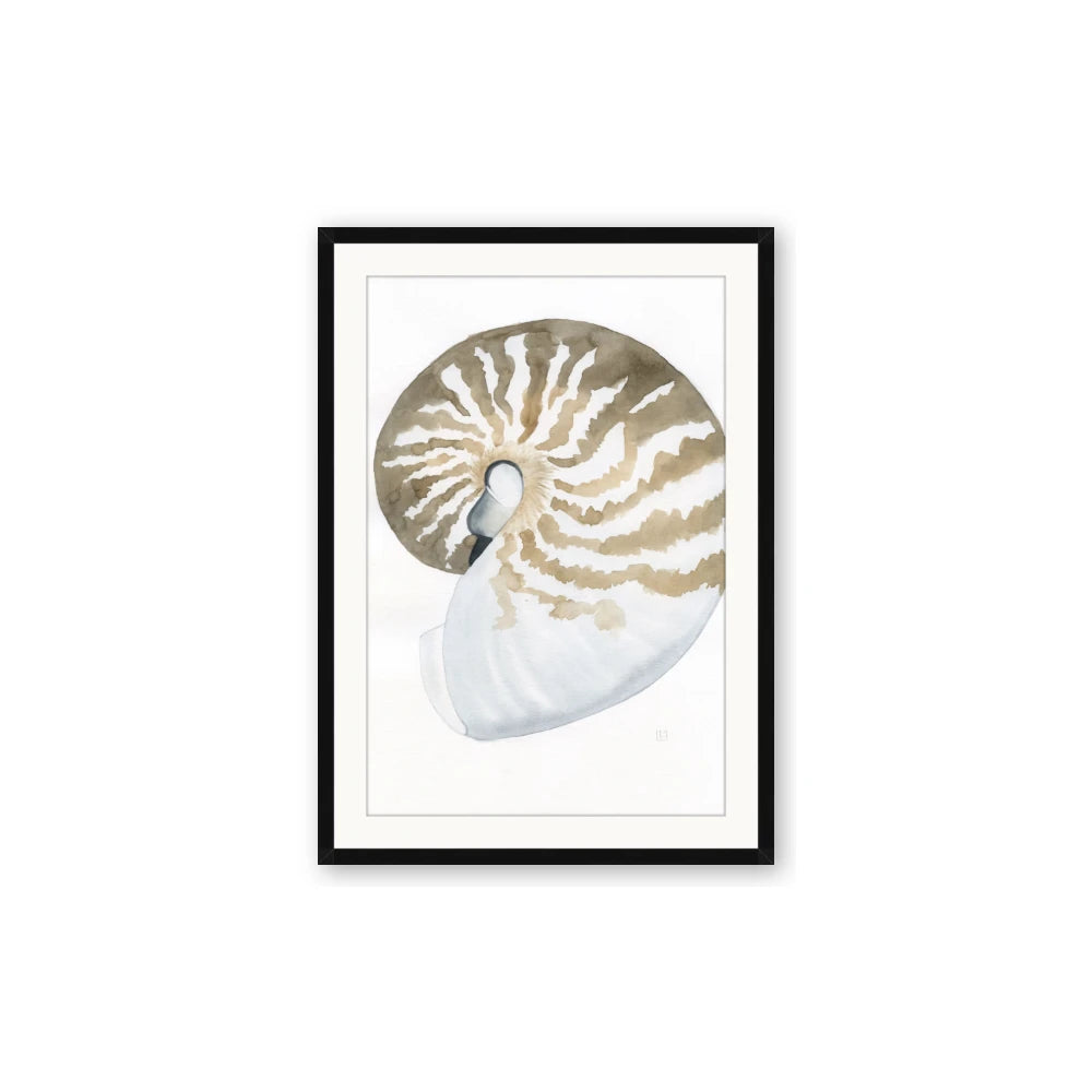 Sea Shell II