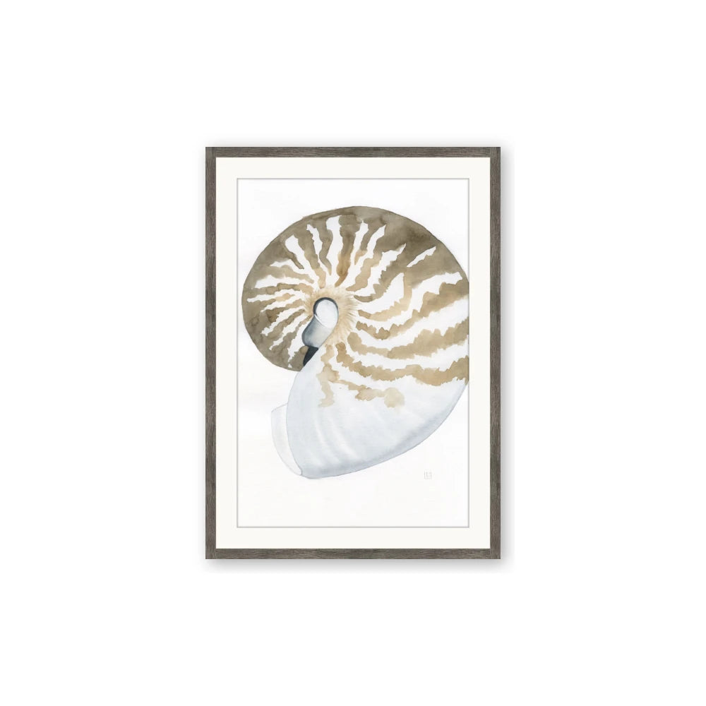 Sea Shell II