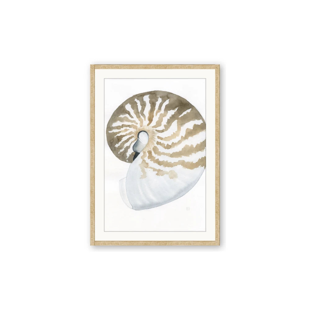 Sea Shell II