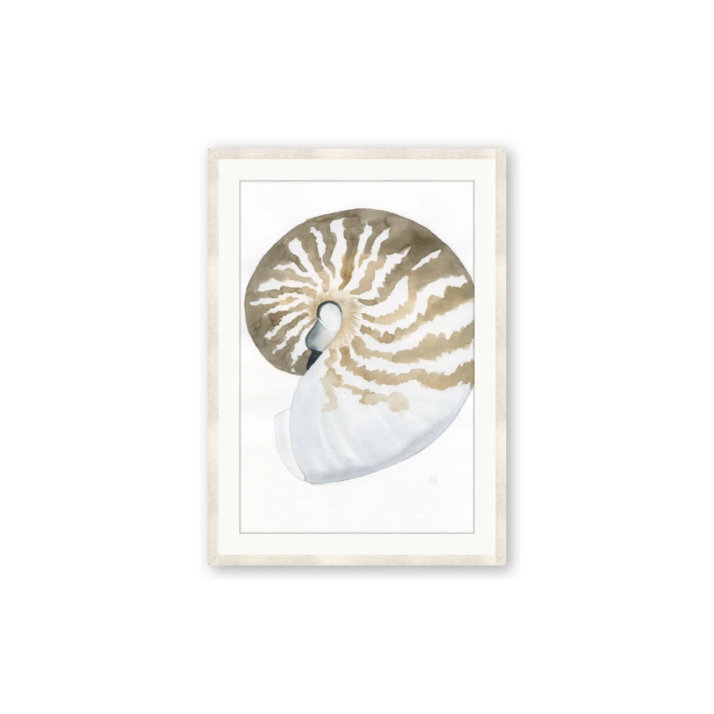 Sea Shell II