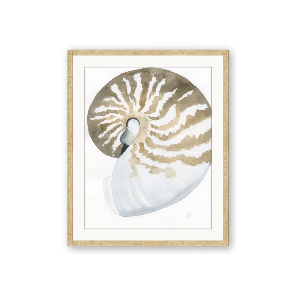 Sea Shell II