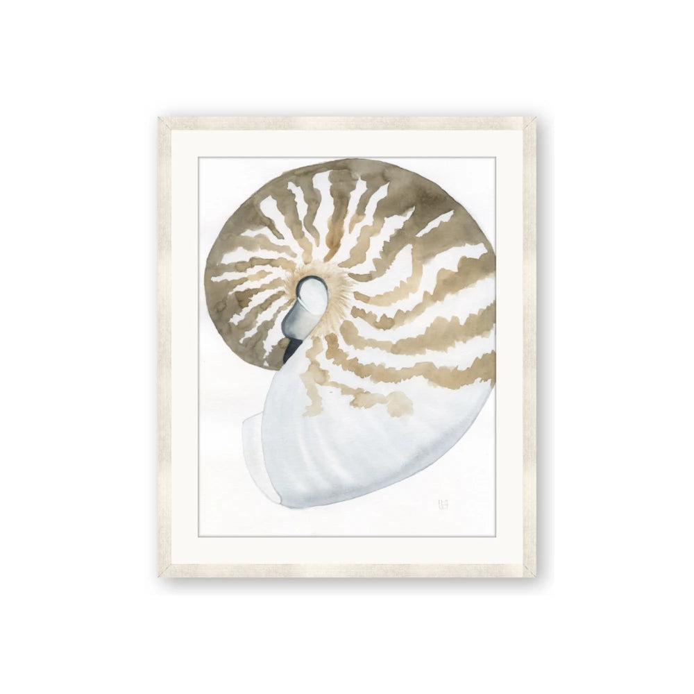 Sea Shell II