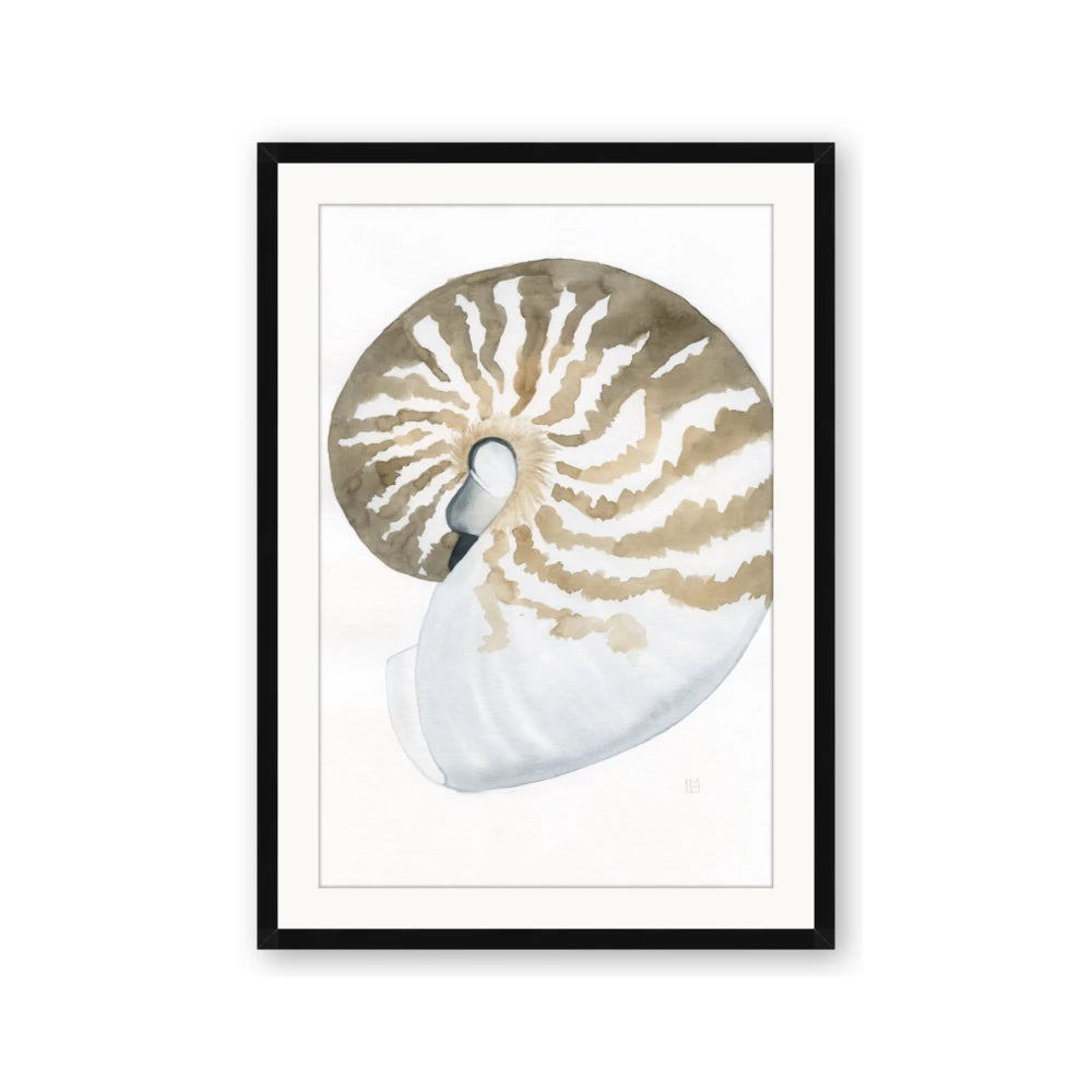 Sea Shell II