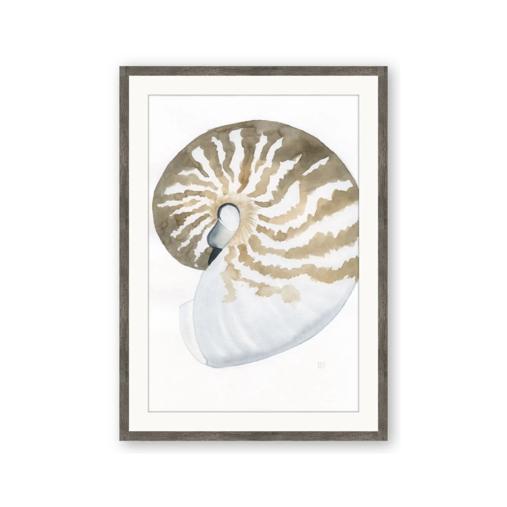 Sea Shell II