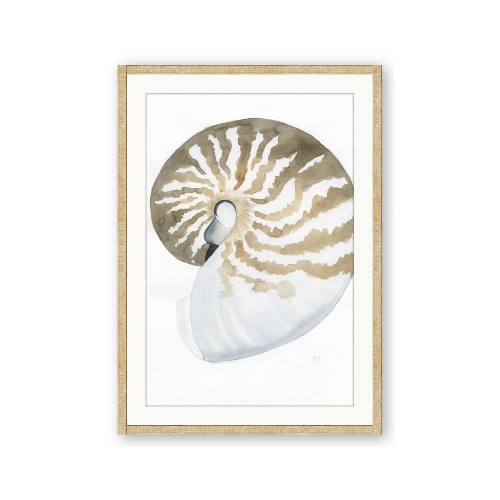 Sea Shell II