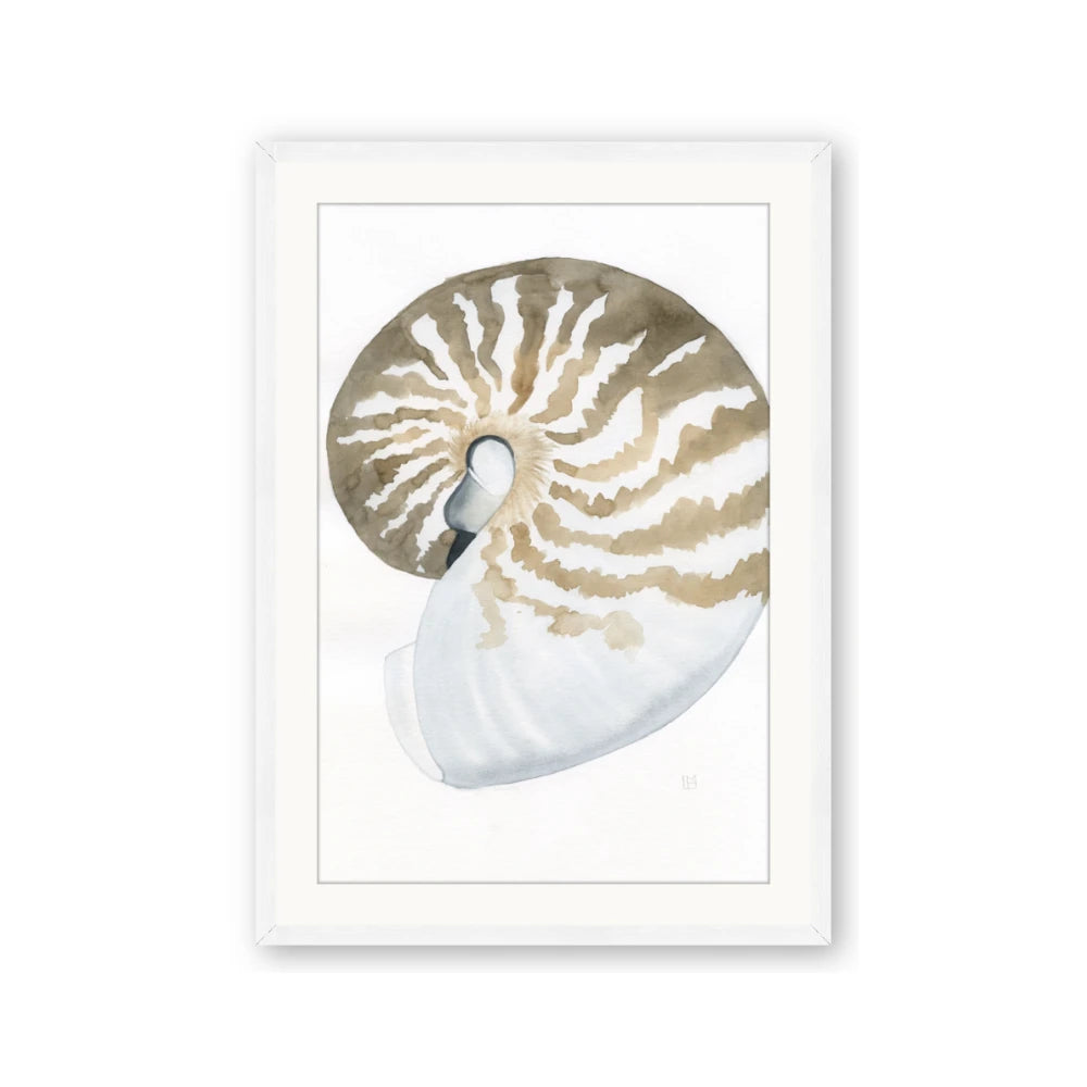 Sea Shell II
