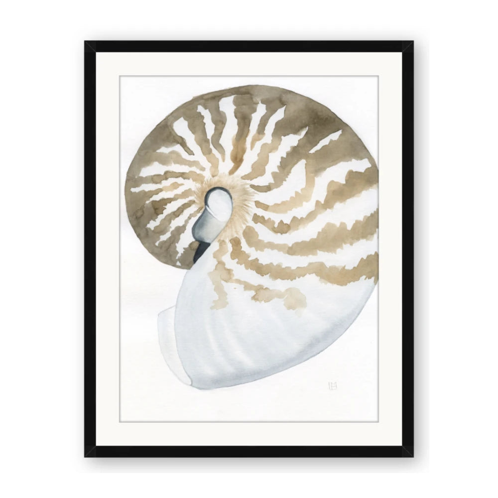 Sea Shell II