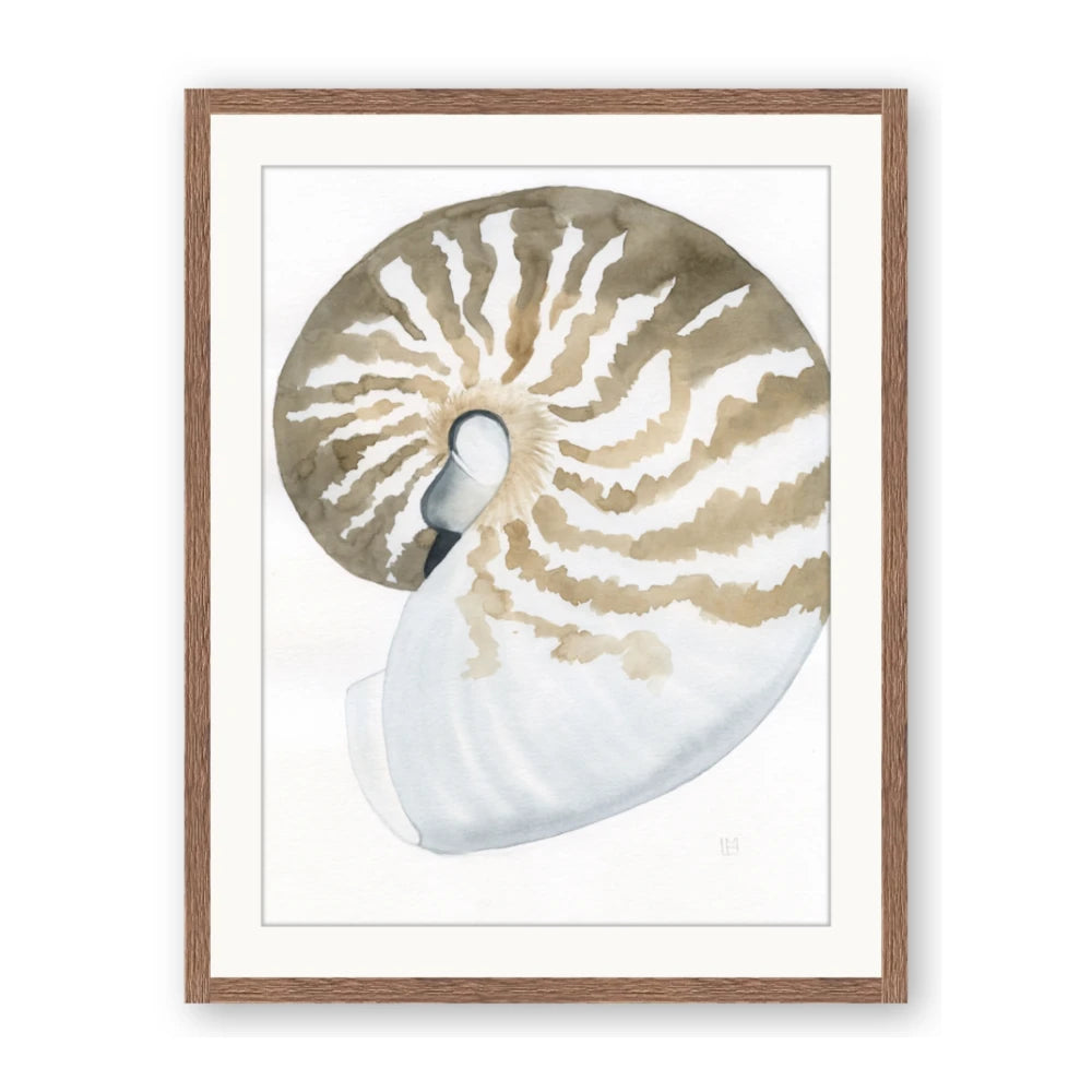 Sea Shell II