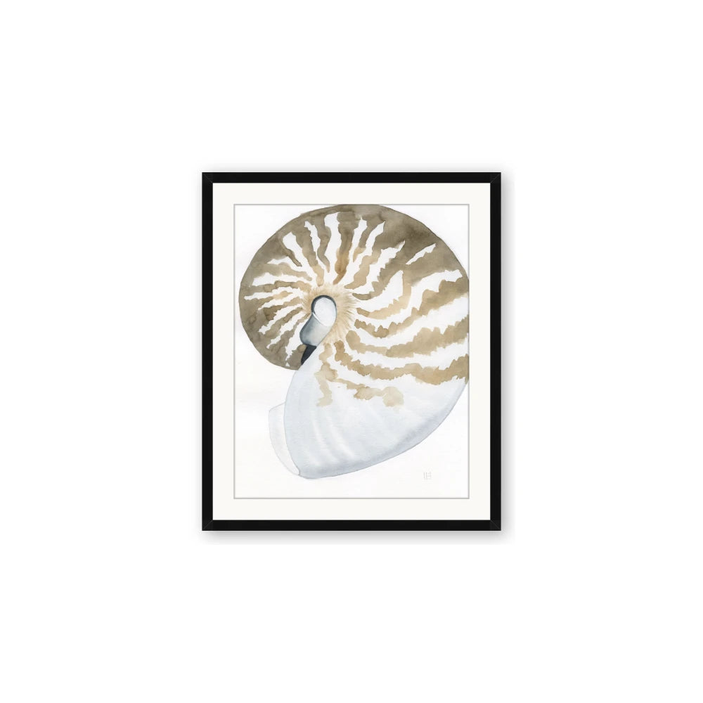 Sea Shell II