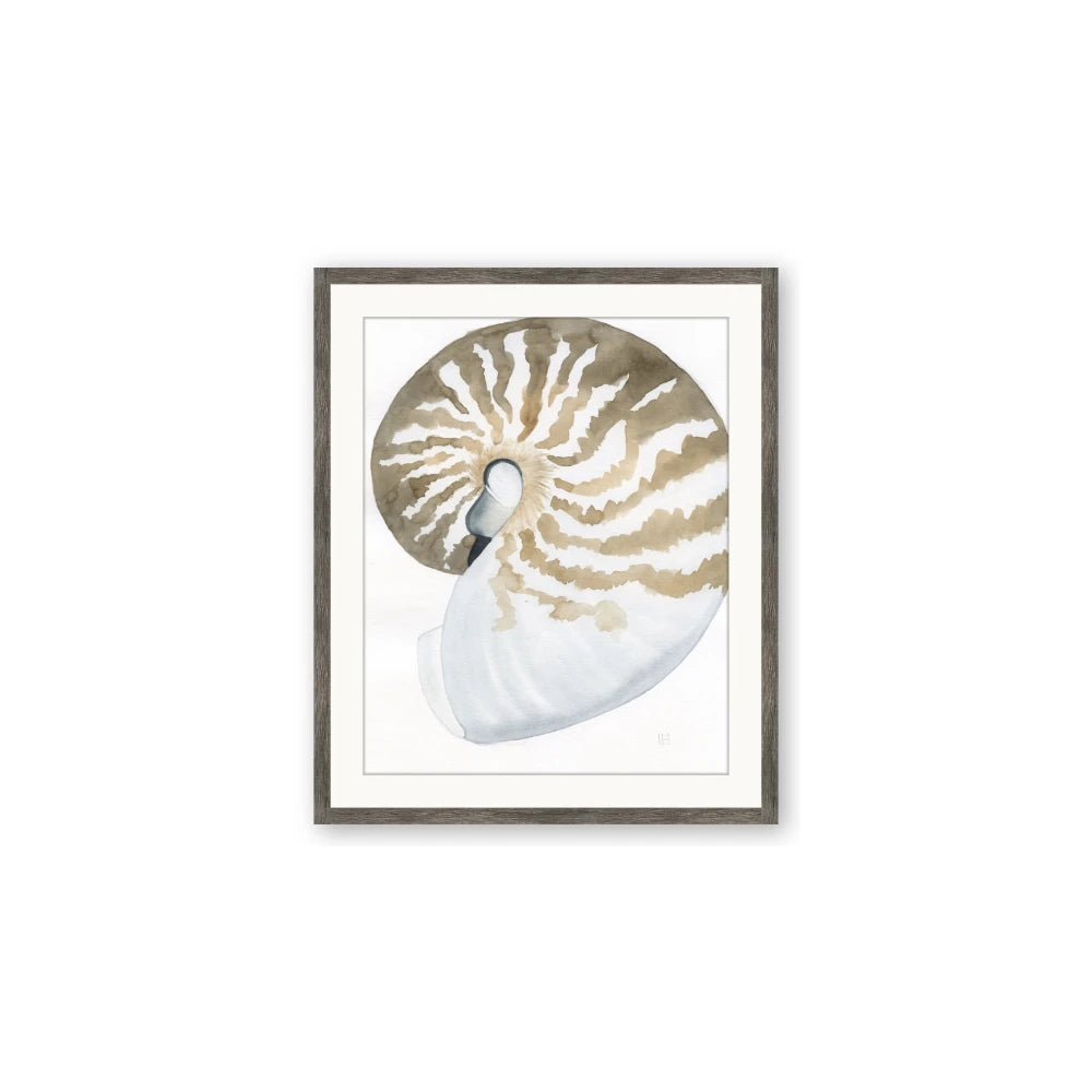 Sea Shell II