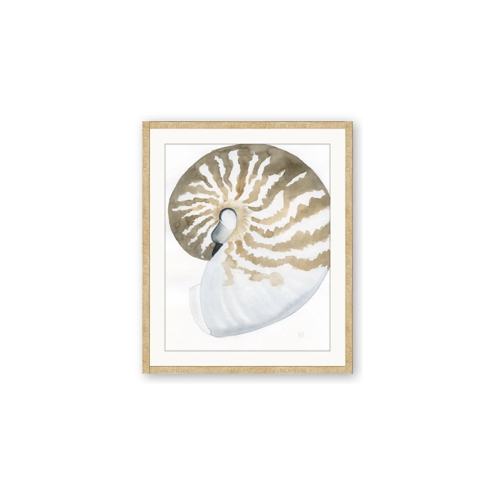 Sea Shell II