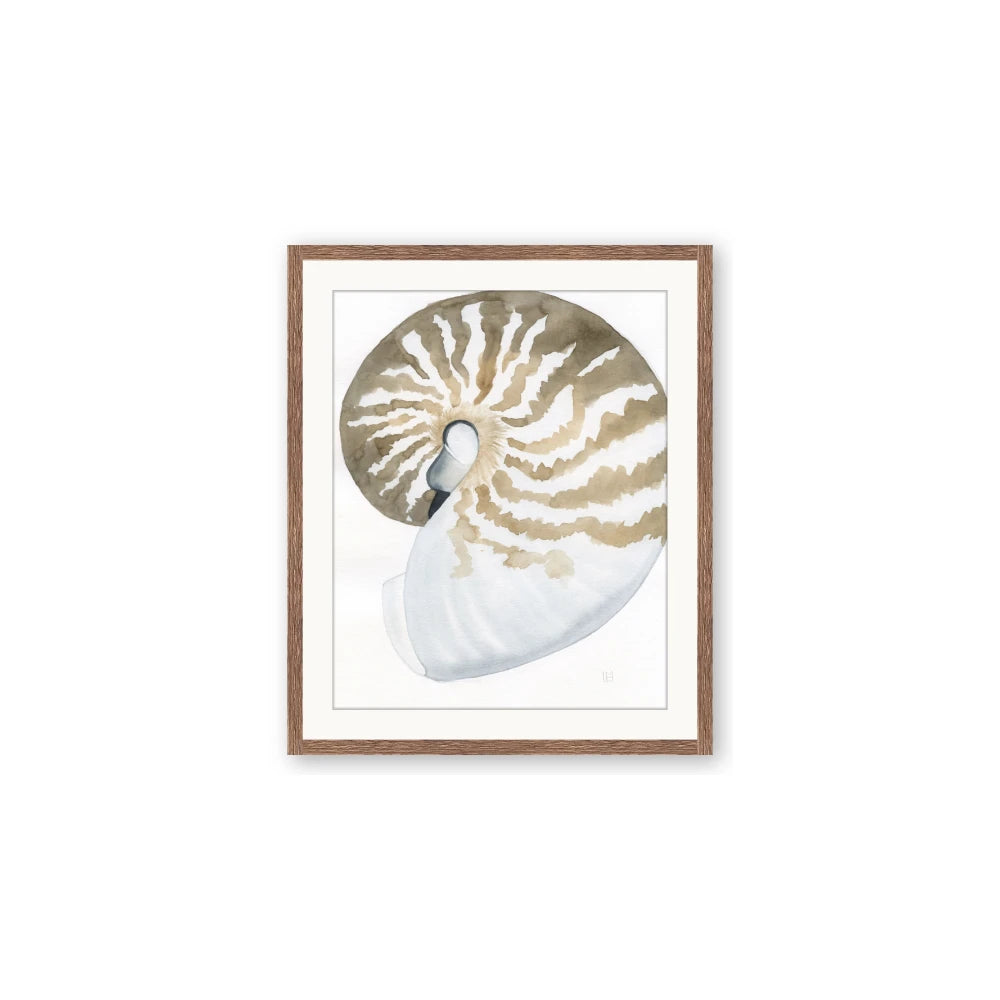 Sea Shell II