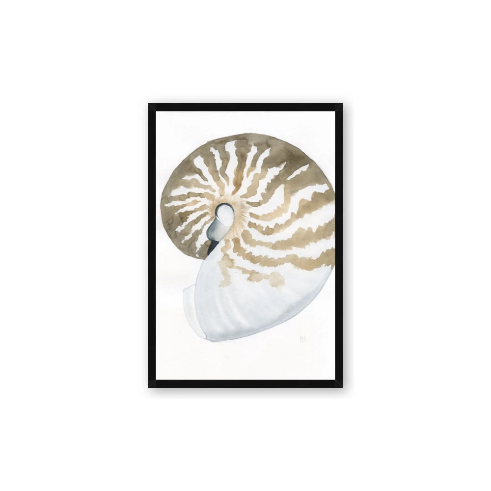 Sea Shell II
