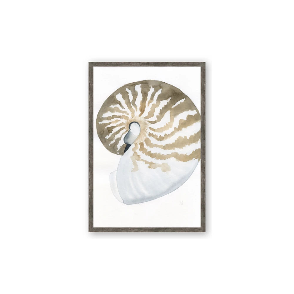 Sea Shell II