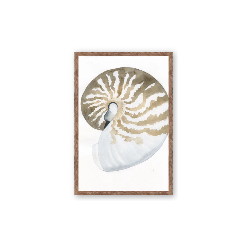 Sea Shell II