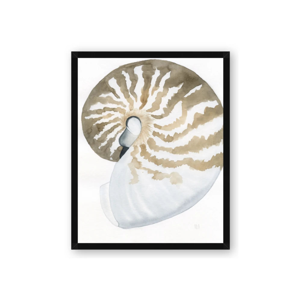 Sea Shell II