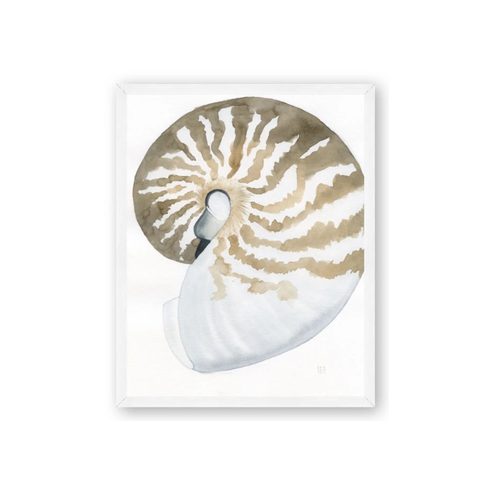 Sea Shell II