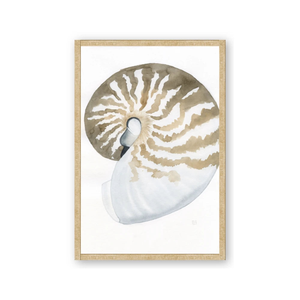 Sea Shell II