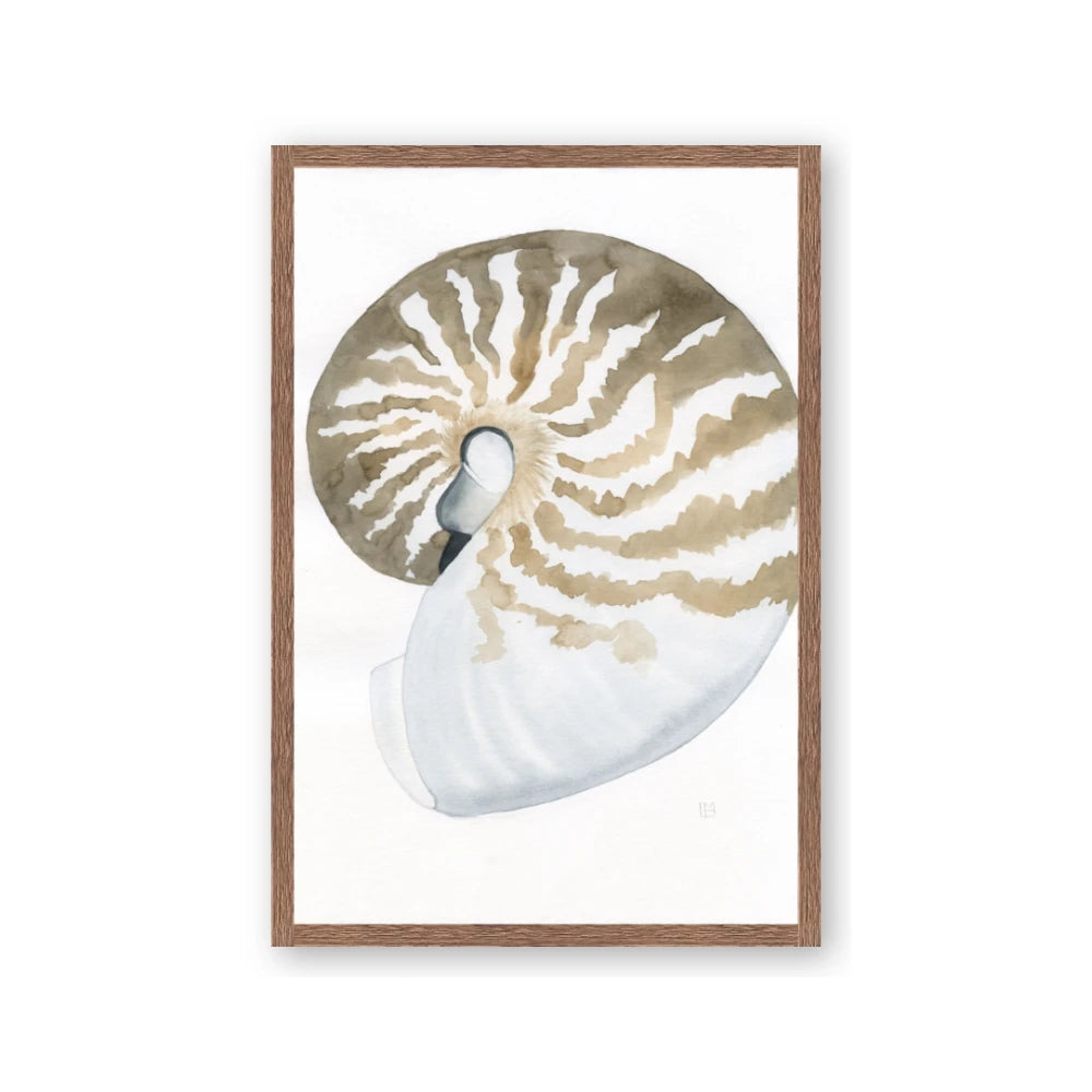 Sea Shell II