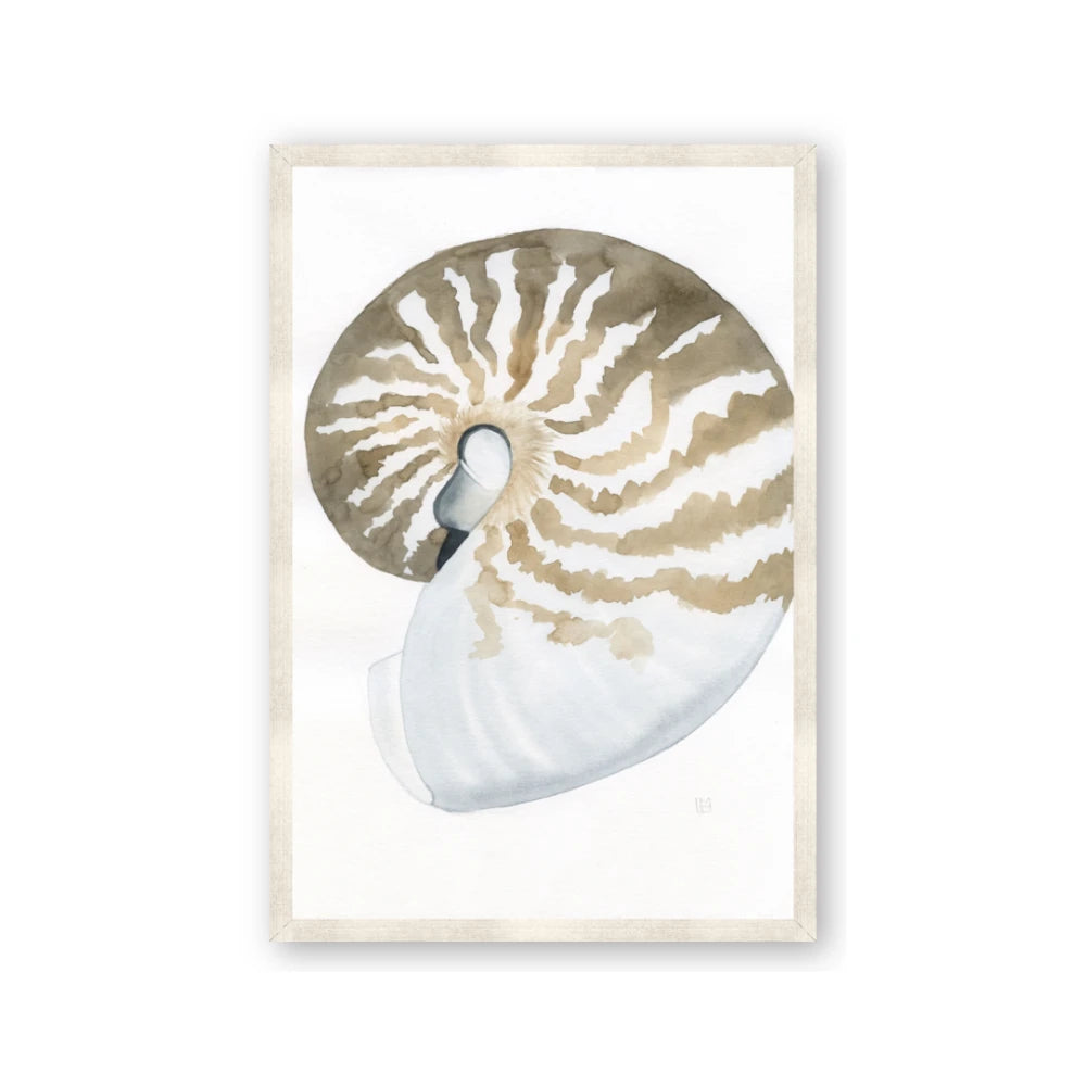 Sea Shell II