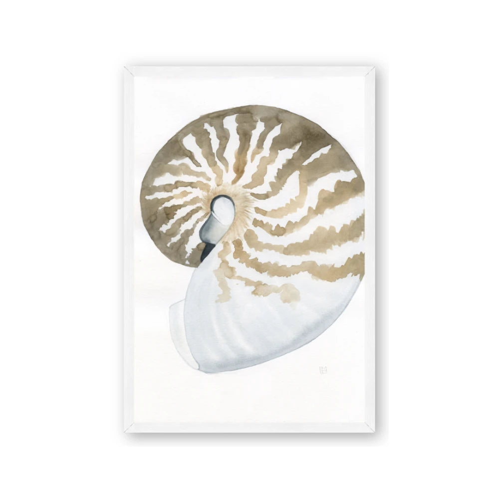 Sea Shell II