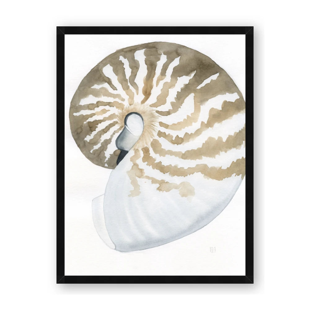 Sea Shell II