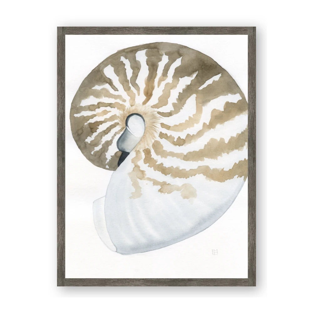 Sea Shell II