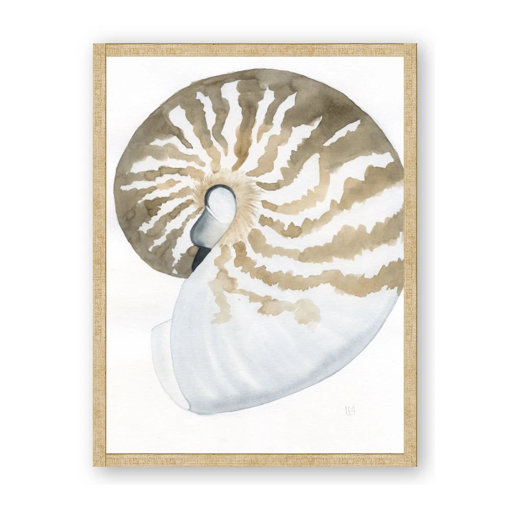 Sea Shell II