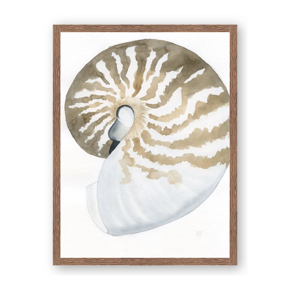 Sea Shell II