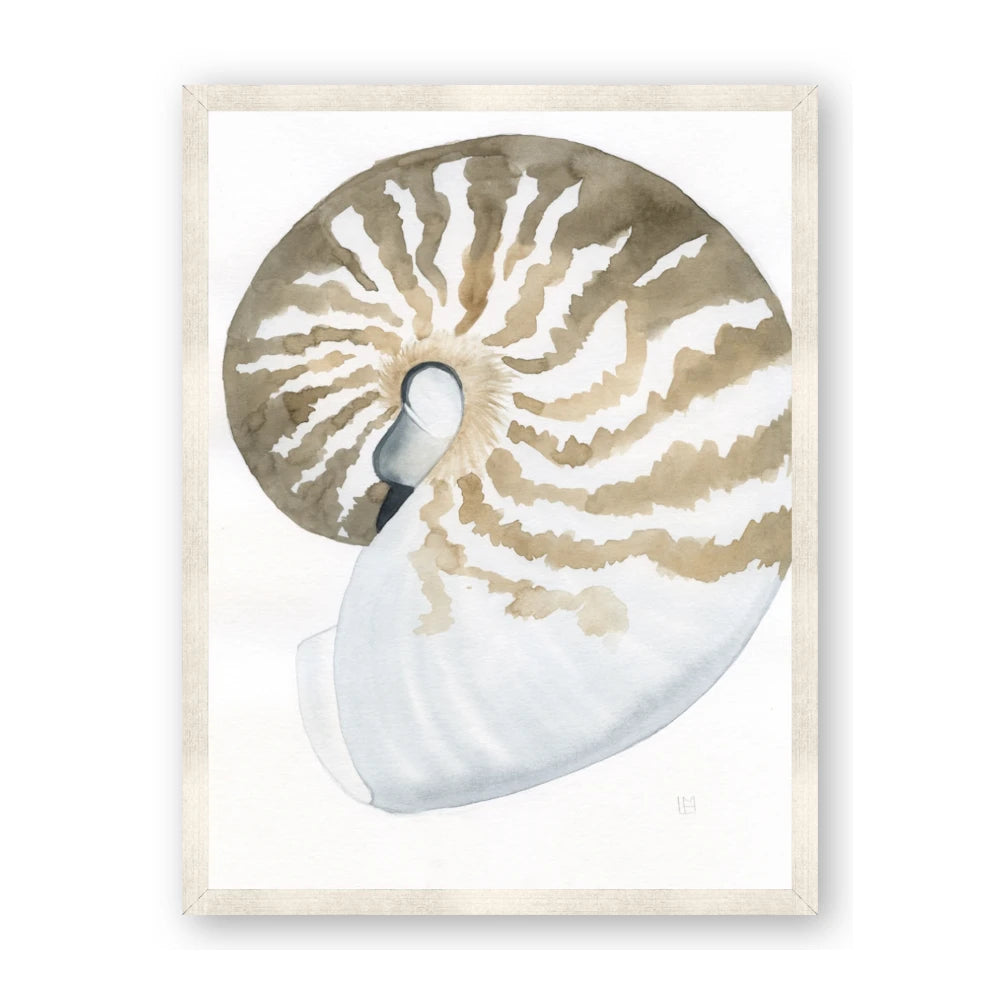 Sea Shell II