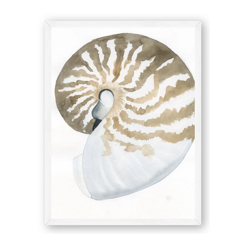 Sea Shell II