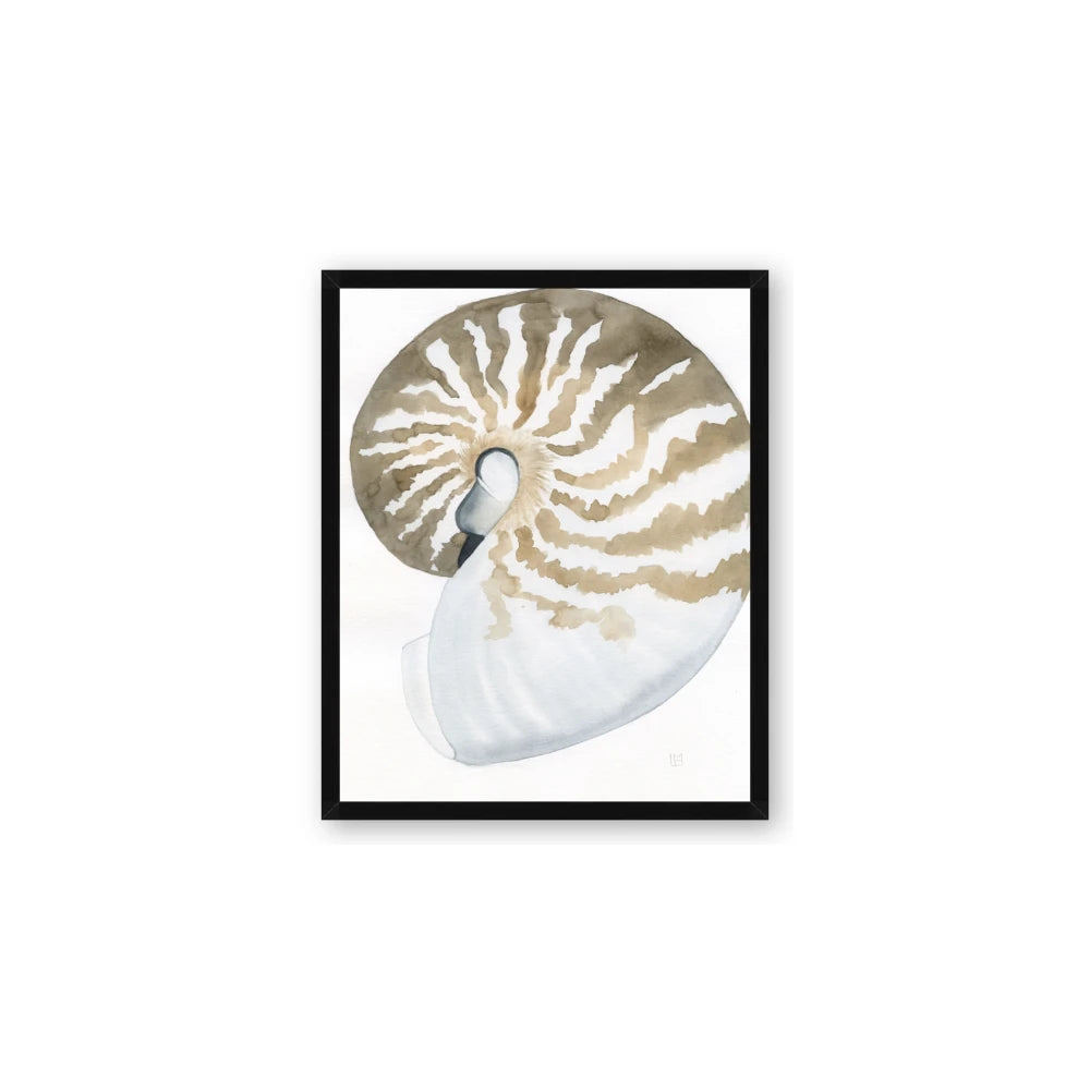 Sea Shell II