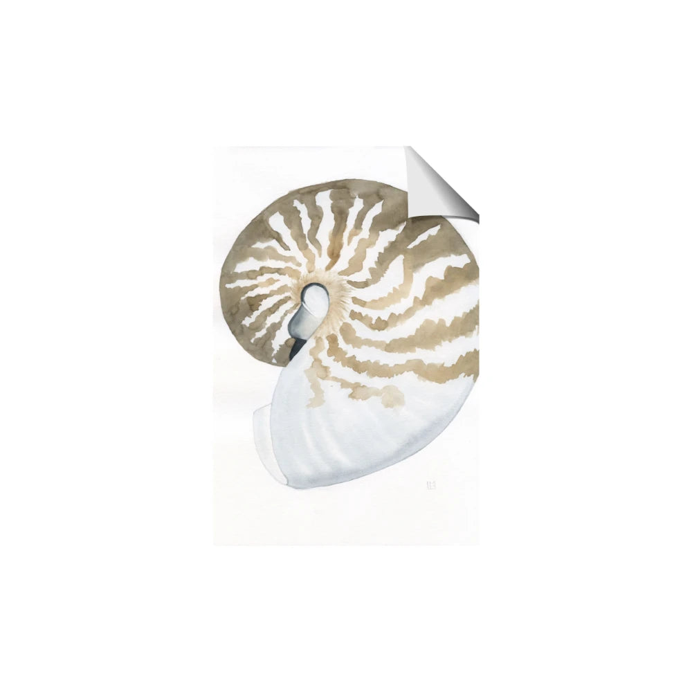 Sea Shell II