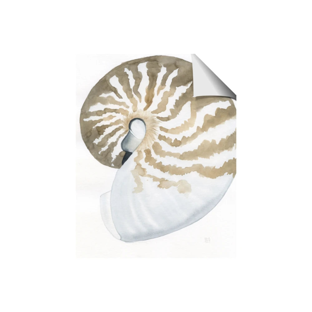 Sea Shell II