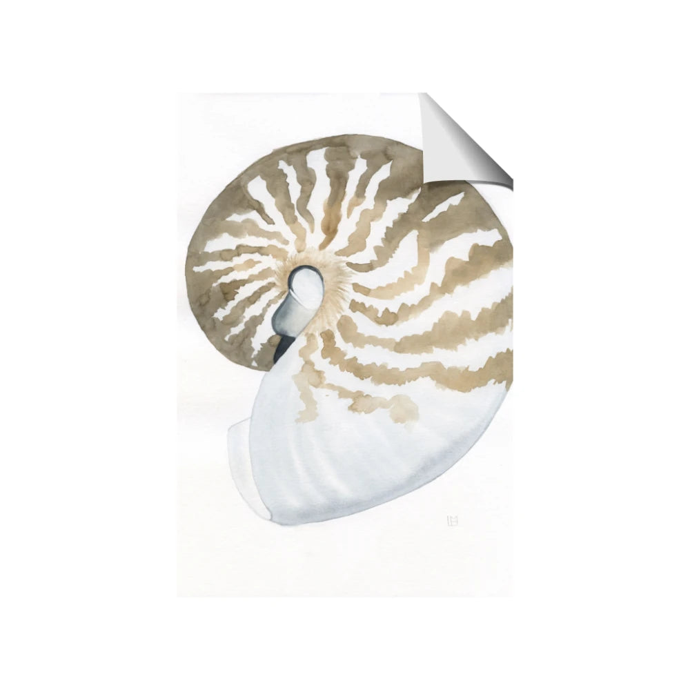 Sea Shell II