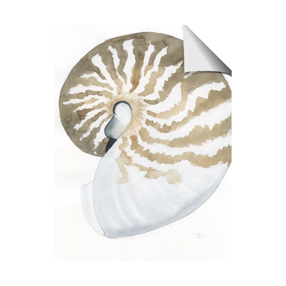 Sea Shell II