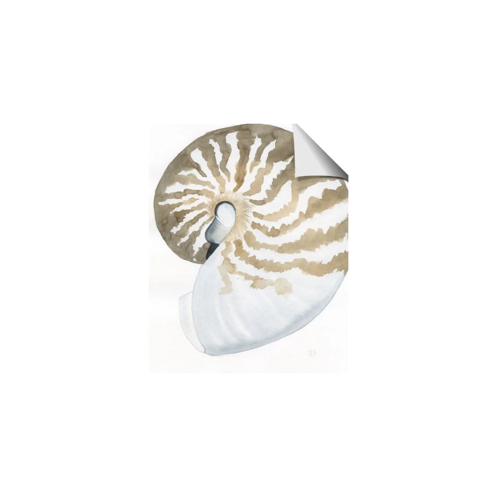 Sea Shell II