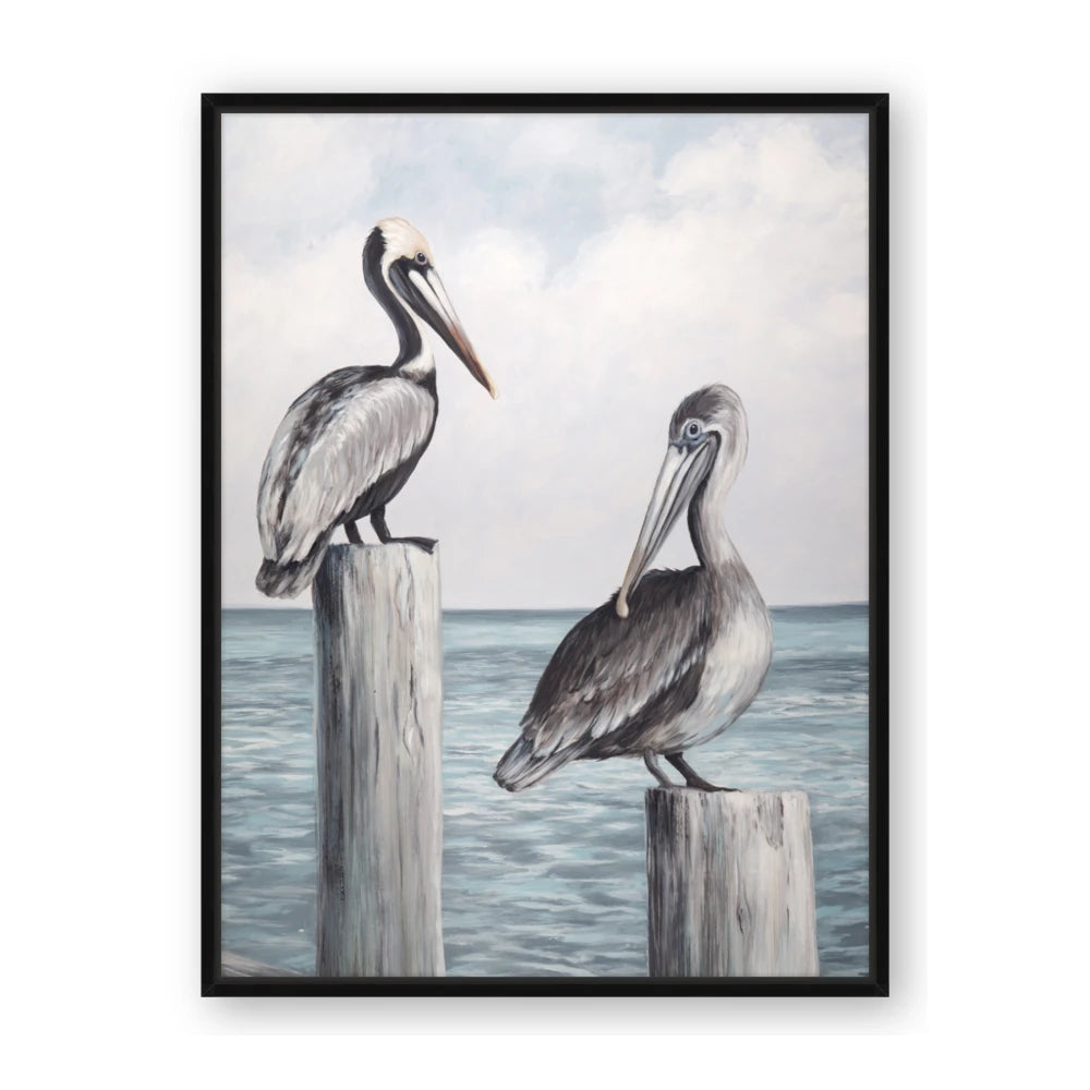 Observing Pelicans