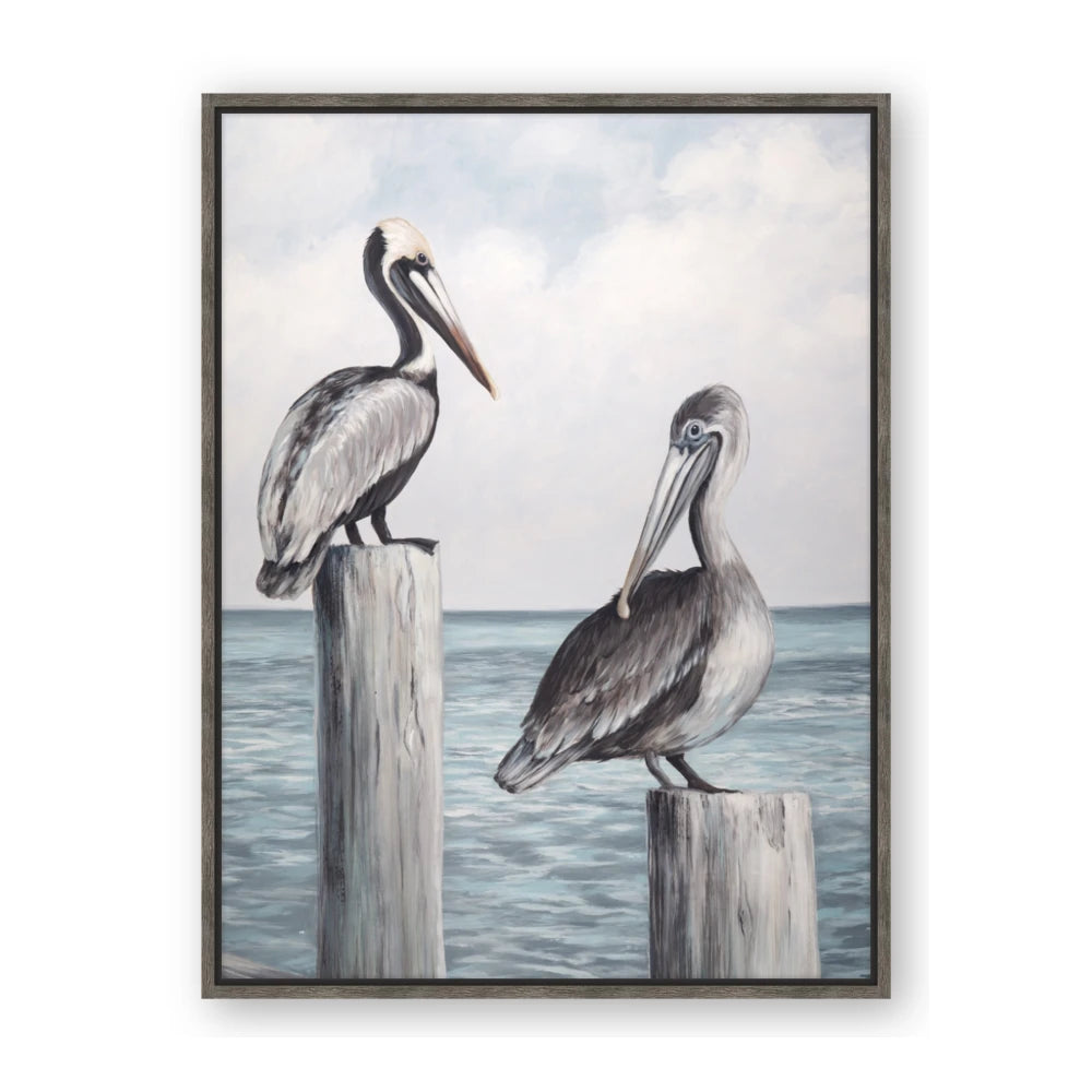 Observing Pelicans
