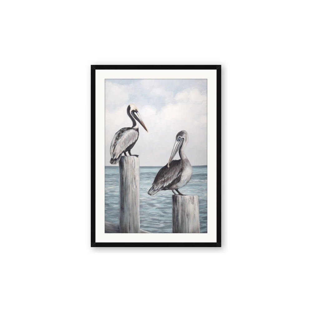 Observing Pelicans