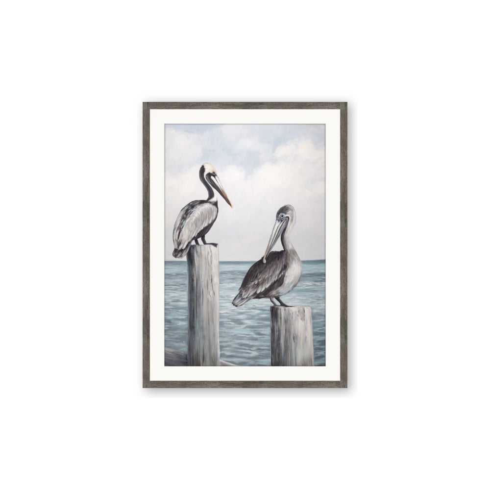 Observing Pelicans