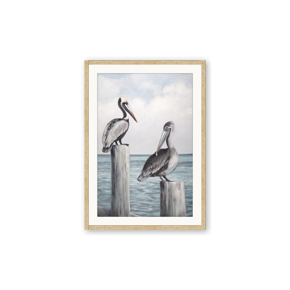 Observing Pelicans