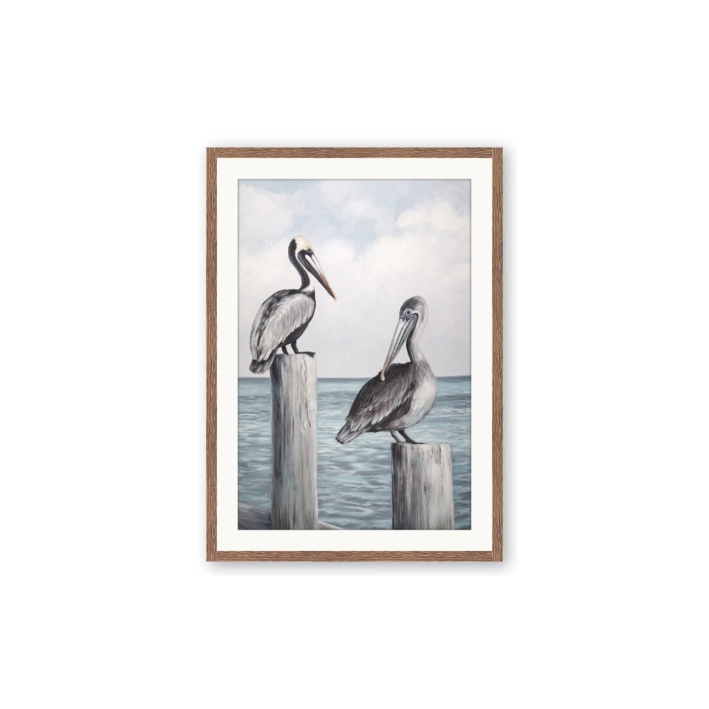 Observing Pelicans