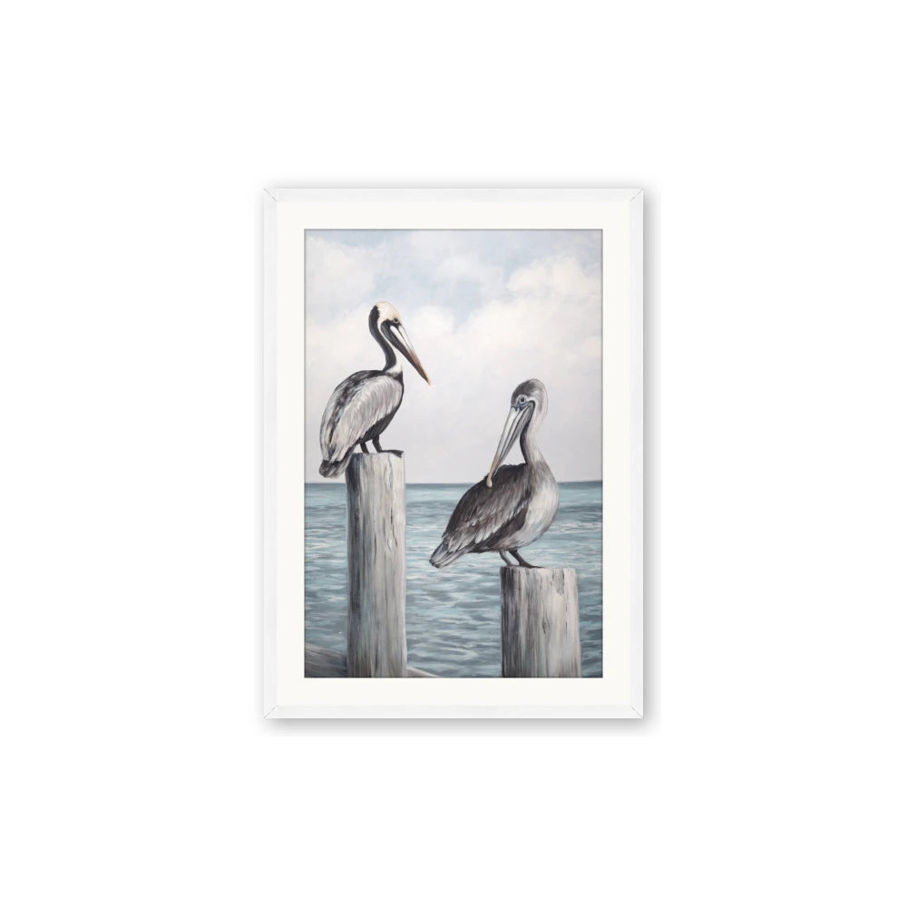 Observing Pelicans