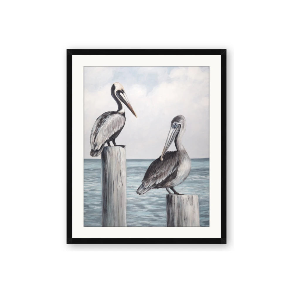 Observing Pelicans
