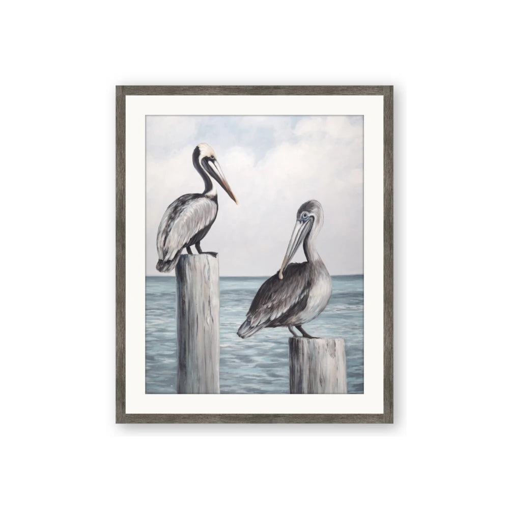 Observing Pelicans
