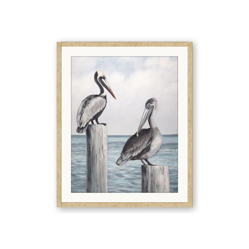 Observing Pelicans