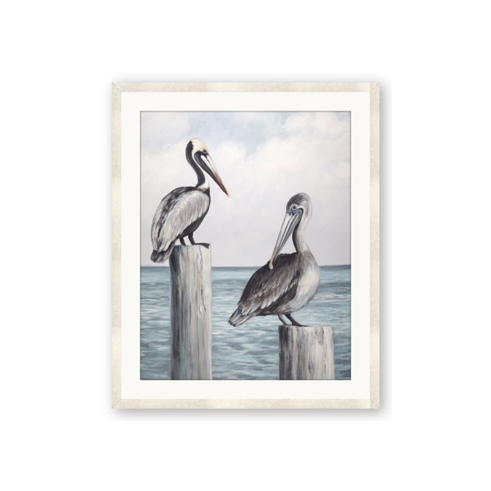 Observing Pelicans