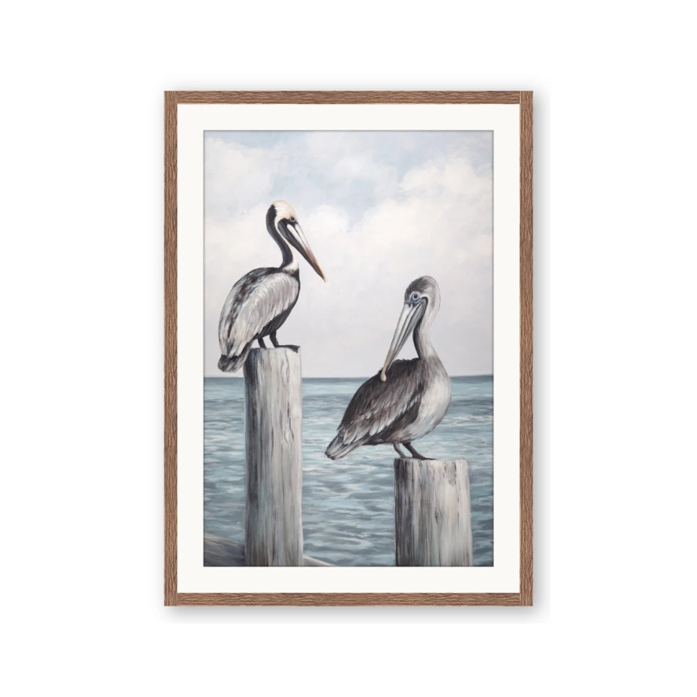 Observing Pelicans